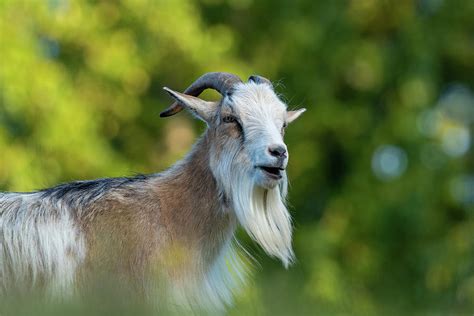 American Pygmy Goat Photograph by Christina Stobbs - Pixels