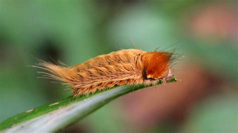 Most Venomous Caterpillar Spotted In Florida Fish And Wildlife