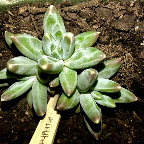 Pachyphytum Compactum Pachyphytum Compactum In Gardentags Plant