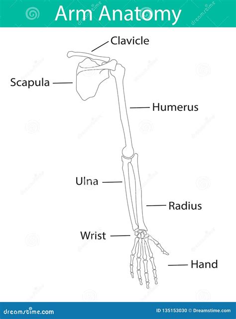 Vector Illustration of Human Arm Skeletal Anatomy Stock Vector ...