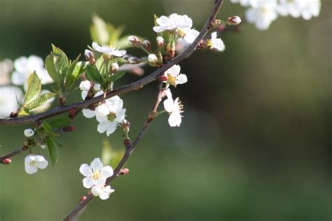 Images Gratuites Paysage Arbre La Nature Branche Plante Blanc