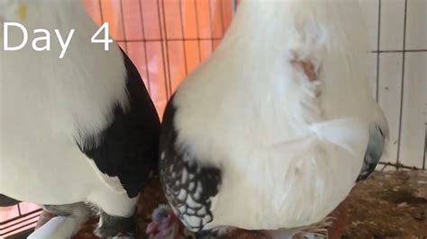 Day 4 Black Lace Classic Old Frill Satinette Pigeon Baby Youtube