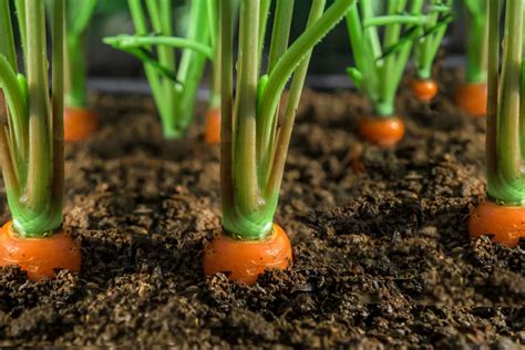 How To Grow And Care For Carrots