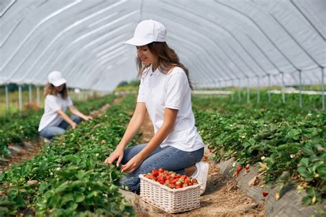 Free Photo Two Brunettes Are Picking Strawberries In Greenhouse