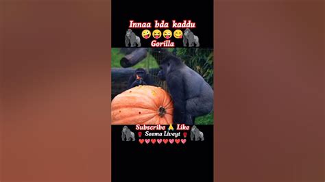 Gorilla 🦍 Crazy😂🤣 Shorts Youtubeshorts Trendingshorts Gorilla