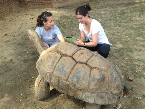 California Desert Tortoise