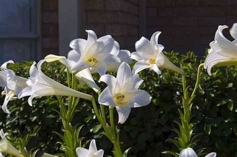 How To Plant And Grow Lilies Gardeners Path