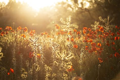 花朵 罂粟花 草地 Pixabay上的免费照片 Pixabay