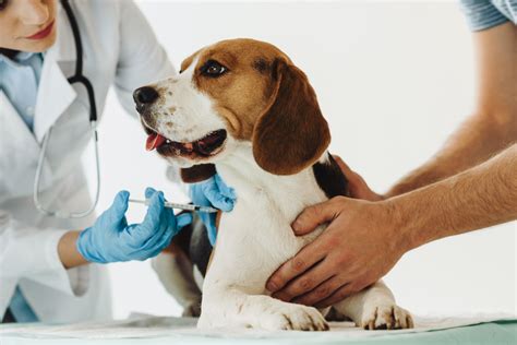 Veterinário De Animais Silvestres