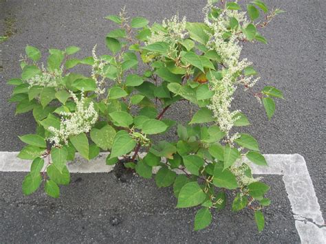 Japanese Knotweed Images - Pictures Of Japanese Knotweed