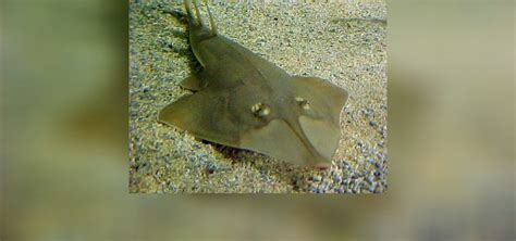 Guitarfish: Characteristics,types, habitat curiosities and more...