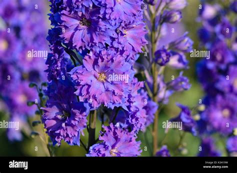 Larkspur Delphinium Elatum Pagan Purples Stock Photo Alamy