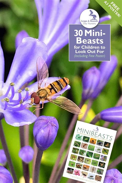 Download Our Beautiful New Minibeasts Poster Its Free And Features