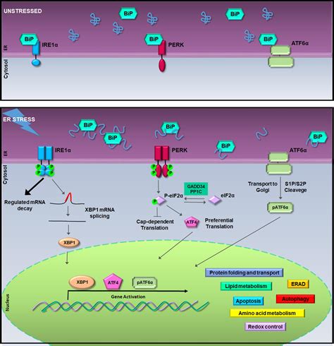 Frontiers Structural And Functional Significance Of The Endoplasmic