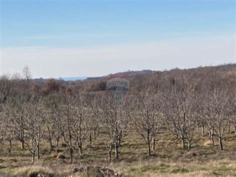 Medvidi I Gra Evinska Dozvola Za Ku U I Veliko Poljoprivredno Zemlji