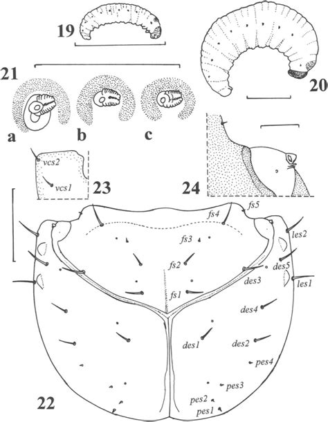 Listroderes Bruchi 19 Larva I Habitus Lateral 20 Mature Larva