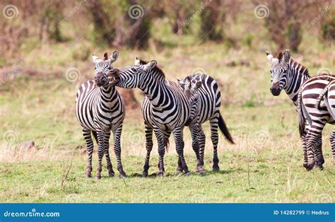 Herd Of Zebras African Equids Stock Image Image Of Color Nature