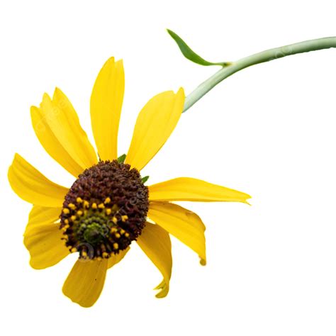 Rudbeckia Rudbeckia 꽃 식물 꽃잎 사진지도 꽃잎 일러스트 우주 일러스트 루드 베키아 신선한 꽃 식물 Png