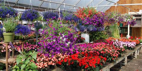 Floral Arrangements Annuals Perennials Tropical And Houseplants