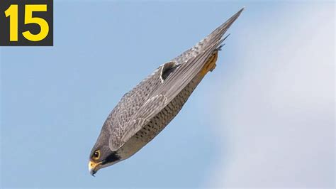 The Top 15 Fastest Flying Birds In The World Nature Blog Network