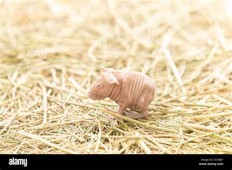 Baby Hairless Guinea Pig Alone In Straw Stock Photo Alamy