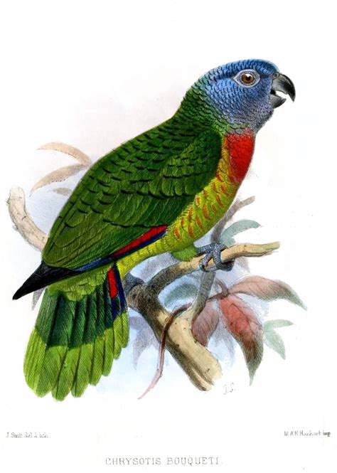 Chrysotis Bouqueti Amazona Versicolor Saint Lucia Amazon Display