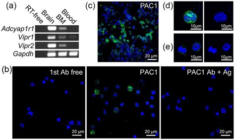 Expression Of PACAP Receptors In Mouse BM A Expression Of Genes