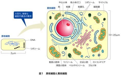 細胞質の構造と機能