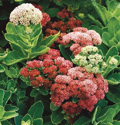 17 Best Sedums That Will Look Gorgeous Even Through Heat Waves And Dry