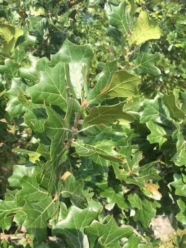 Variedad Quercus Marilandica Ashei Naturalista Mexico