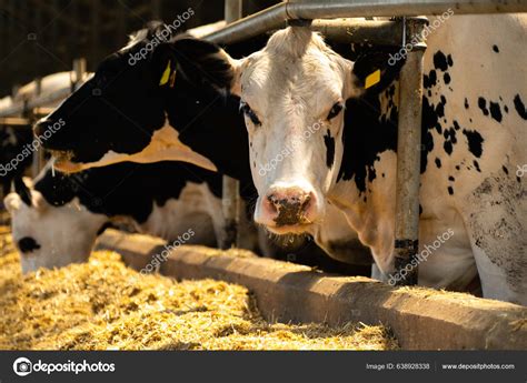 Cows Dairy Farm Stock Photo By ©scharfsinn 638928338