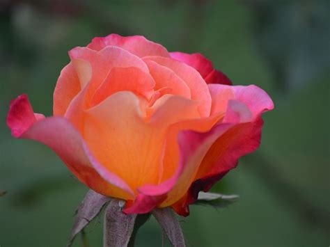 peace rose smithsonian photo contest smithsonian magazine