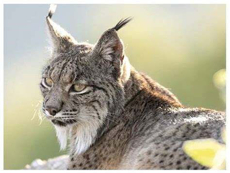 Cuatro machos y cuatro hembras de lince ibérico llegarán a Lorca en los