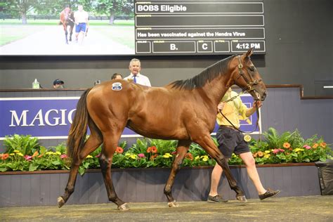 A Too Darn Hot Colt Sells For M Just Racing