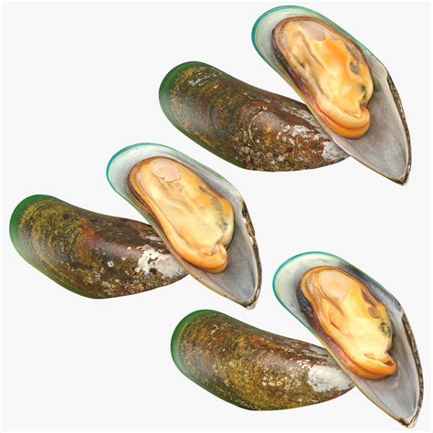 3d Green Mussel Collection Turbosquid 2173169