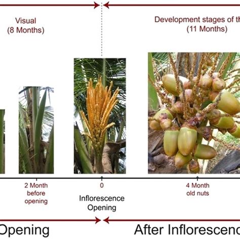 Development Stages Of A Coconut Inflorescence Tall Variety Source