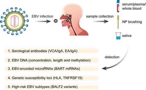 Advances In Pathogenesis And Precision Medicine For Nasopharyngeal