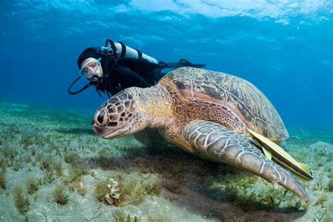 Niveles De Certificacion De Buceo Open Water