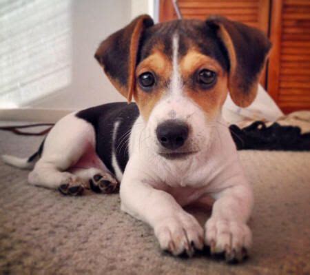 Jack Russell Terrier Beagle Mix