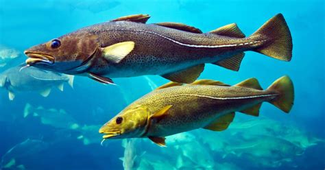 How To Farm Atlantic Cod The Fish Site