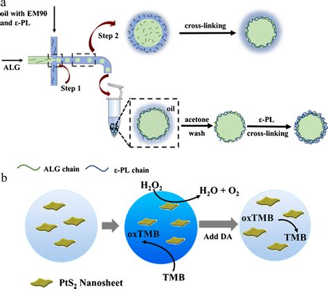 A Schematic Diagram Of Microsphere Preparation B Schematic