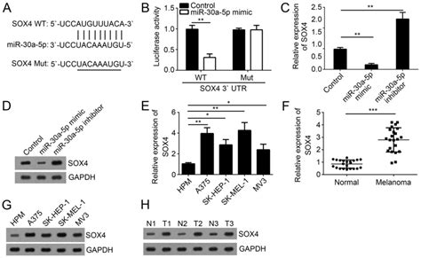 Mir‑30a‑5p Inhibits The Proliferation Migration And Invasion Of