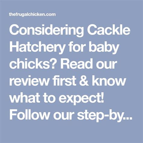 Considering Cackle Hatchery For Baby Chicks Read Our Review First