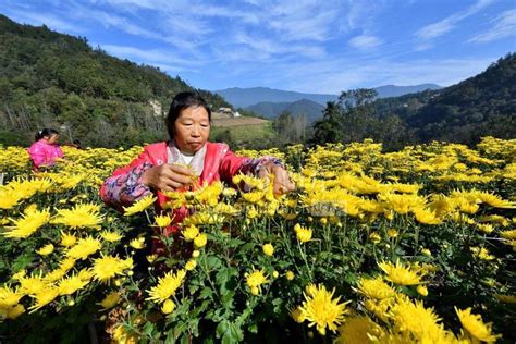 湖北保康：金丝皇菊开出“致富花” 人民图片网