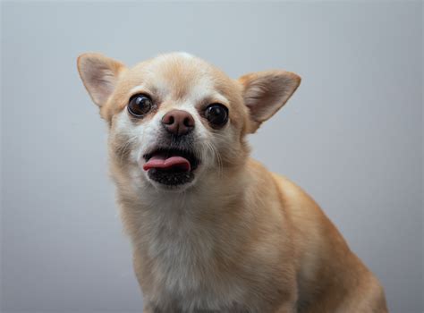 Why Does My Chihuahua Bite My Face? 9 Possible Reasons - I Love Chihuahua