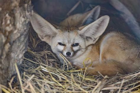 Desert fox stock image. Image of full, habitat, mammal - 110338281