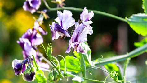 How To Plant Grow And Care For Sweet Peas