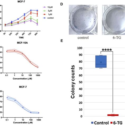 6 Tg Inhibits Proliferation And Colony Formation In The Mcf 7 Cells Download Scientific