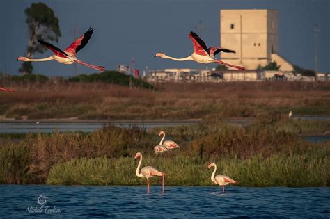 Lo Spettacolo Dei Fenicotteri Rosa Nelle Saline Di Margherita Ora Sono