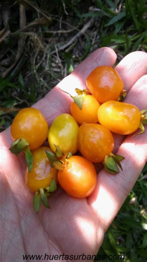 ¡probando Nuevas Frutas De Misiones Huertas Urbanas